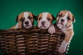 Puppy American Staffordshire Terrier Royalty Free Stock Photo