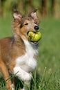 Puppy with an apple