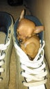 Puppy asleep in shoe