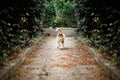 Puppy attending call order, running towards camera