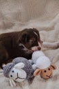 Puppy aussie red tricolor is real shepherd. Dog bites sheep with its teeth. Australian shepherd dog of brown color lies on soft