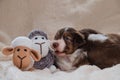 Puppy aussie red tricolor is real shepherd. Dog bites sheeps ear with its teeth. Australian shepherd dog of brown color lies on Royalty Free Stock Photo