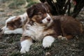 Puppy aussie red tricolor with smart brown eyes and thin white stripe on head lies in dry grass and looks carefully. Another puppy Royalty Free Stock Photo