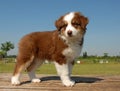 Puppy australian shepherd Royalty Free Stock Photo