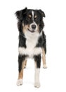 Puppy australian shepherd (7 months) Royalty Free Stock Photo