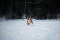 Aussie dog on walk in winter park. Ears in different directions from speed and wind. Puppy of Australian shepherd dog red tricolor