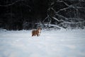 Aussie dog on walk in winter park. Bobtail puppy. Puppy of Australian shepherd dog red tricolor with white stripe stands in snow Royalty Free Stock Photo