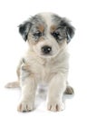 Puppy australian shepherd