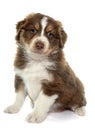 Puppy australian shepherd