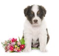 Puppy australian shepherd Royalty Free Stock Photo
