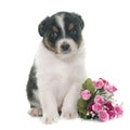 Puppy australian shepherd Royalty Free Stock Photo