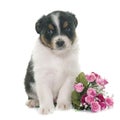 Puppy australian shepherd