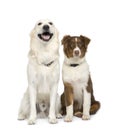 Puppy australian shepherd and a golden retriever Royalty Free Stock Photo