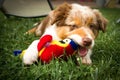 A puppy Australian shepherd in portrait.