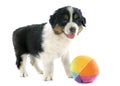 Puppy australian shepherd Royalty Free Stock Photo