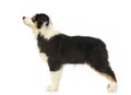 Puppy Australian shepherd standard in a white studio Royalty Free Stock Photo