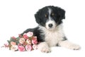 Puppy australian shepherd in studio