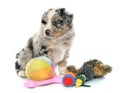 Puppy australian shepherd and toys