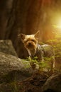 Puppy Australian Silky Terrier Royalty Free Stock Photo