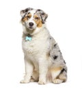 Puppy australina shepherd five months old, red merle, isolated Royalty Free Stock Photo