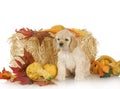 Puppy in autumn setting Royalty Free Stock Photo