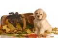 Puppy in autumn setting Royalty Free Stock Photo