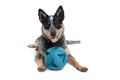 Puppy Ball Royalty Free Stock Photo