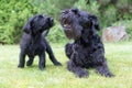 Puppy and barking adult dog of Giant Black Schnauzer Dog Royalty Free Stock Photo