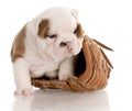 Puppy with baseball glove Royalty Free Stock Photo