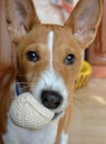 Puppy of Basenji