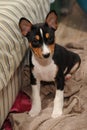 Puppy Basenji hunting dog