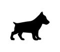 Puppy basenji. Vector black flat icon isolated on white