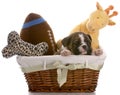 Puppy in a basket Royalty Free Stock Photo