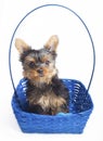 Puppy in a basket Royalty Free Stock Photo