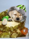 Puppy in a basket with Christmas ornaments. Royalty Free Stock Photo