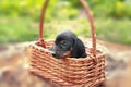 Puppy in a basket. Dachshund puppy. Lovely little dog. Selective focus Royalty Free Stock Photo