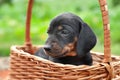 Puppy in a basket. Dachshund puppy. Portrait of a sleepy small dog close up. Selective focus Royalty Free Stock Photo