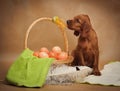 Puppy and basket with easter eggs Royalty Free Stock Photo