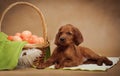 Puppy and basket with easter eggs Royalty Free Stock Photo