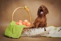 Puppy and basket with easter eggs Royalty Free Stock Photo