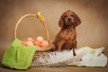 Puppy and basket with easter eggs Royalty Free Stock Photo