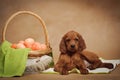 Puppy and basket with easter eggs Royalty Free Stock Photo