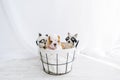 Puppy in a basket with soft toys. English bulldog six weeks old Royalty Free Stock Photo