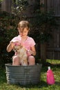 Puppy Bath Royalty Free Stock Photo