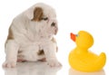 Puppy bath time Royalty Free Stock Photo