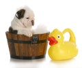 Puppy bath time Royalty Free Stock Photo