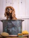 Puppy Bath Time Royalty Free Stock Photo