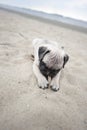 Puppy on Beach