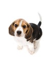 Puppy Beagle Royalty Free Stock Photo