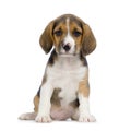 Puppy Beagle